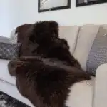 Premium Double Sheepskin Rug - Image 2