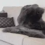 Premium Sheepskin Rug - Image 5